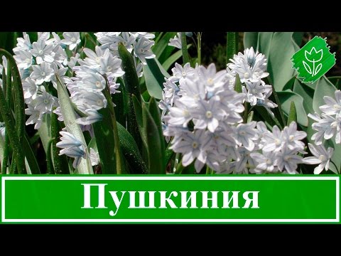 Pushkinia flower: photo, planting and care, varieties, flowering, when to plant