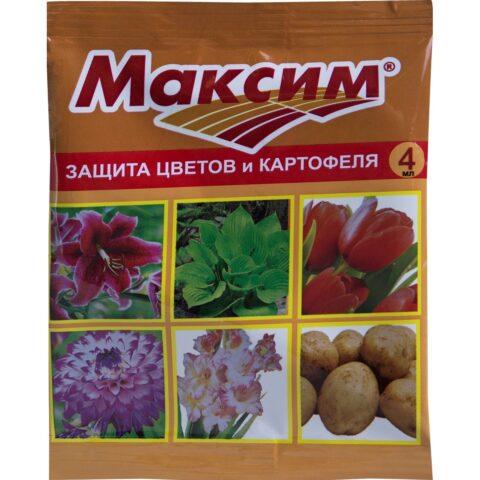 Pushkinia flower: photo, planting and care, varieties, flowering, when to plant