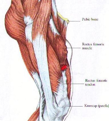 Quadriceps musculus di a coscia - struttura, ferite, esercizii