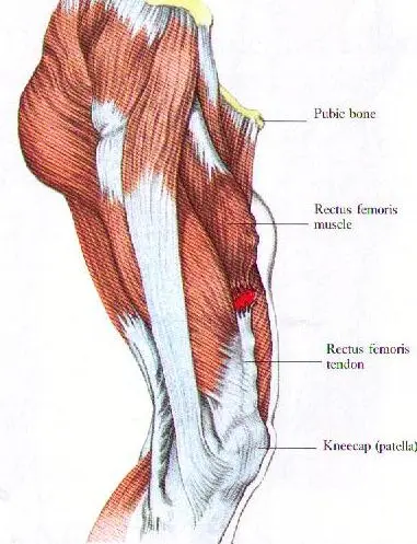 Quadriceps muscle of the thigh &#8211; structure, injuries, exercises