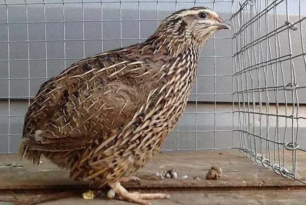 Quail breed Pharaoh: maintenance, breeding