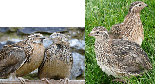 Quail breed Pharaoh: maintenance, breeding