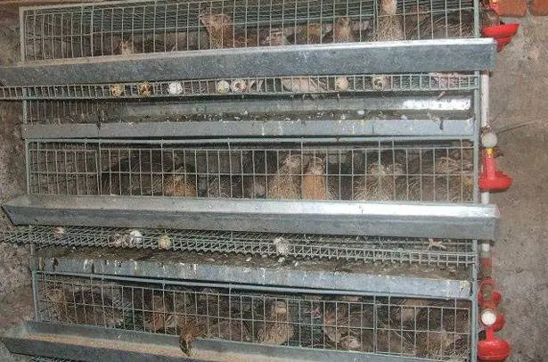 Quail breed Pharaoh: maintenance, breeding