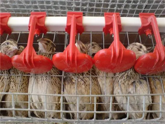 Quail breed Pharaoh: maintenance, breeding