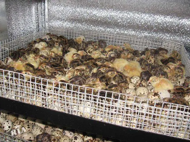 Quail breed Pharaoh: maintenance, breeding