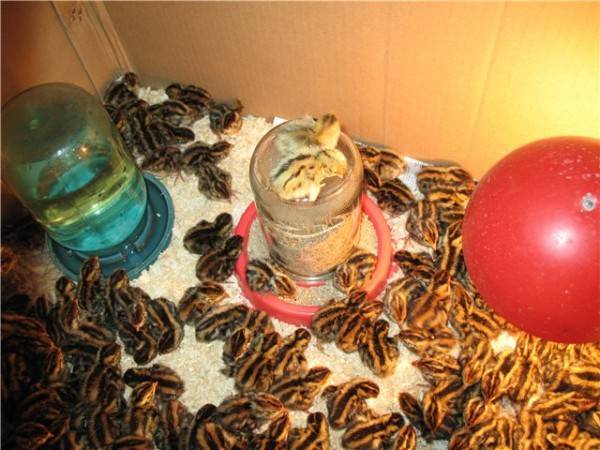 Quail breed Pharaoh: maintenance, breeding