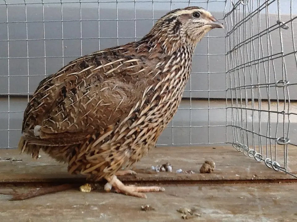 Quail breed Pharaoh: maintenance, breeding