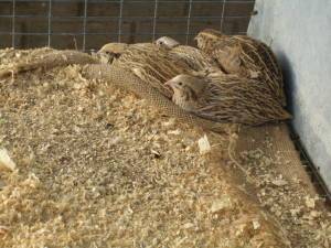 Quail breeding as a business: is there any benefit