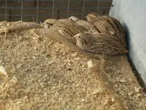 Quail breeding as a business: is there any benefit