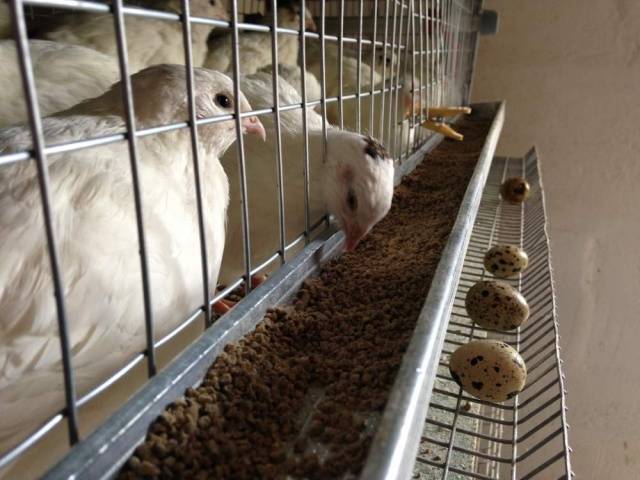 Quail breeding as a business: is there any benefit