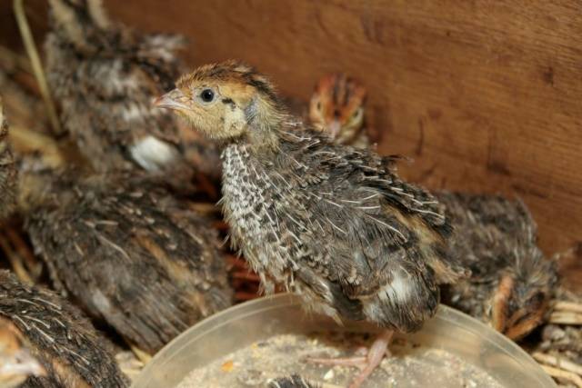 Quail breeding as a business: is there any benefit