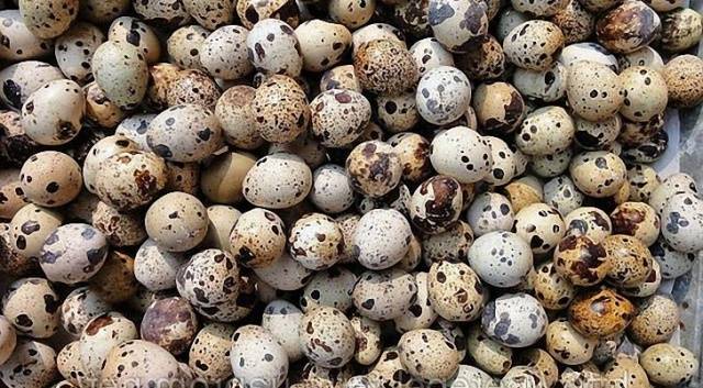 Quail breeding as a business: is there any benefit