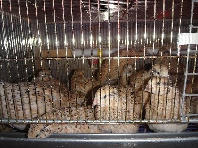 Quail breeding as a business: is there any benefit