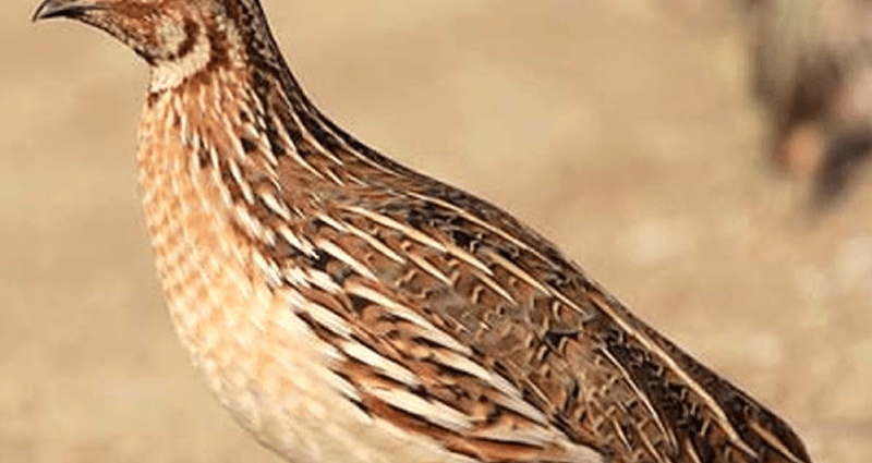 Quail breeding as a business: is there any benefit