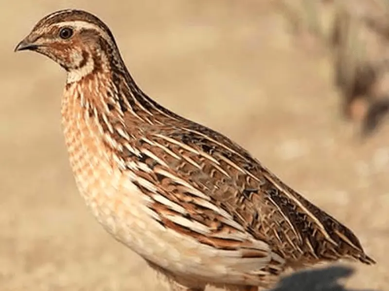 Quail breeding as a business: is there any benefit