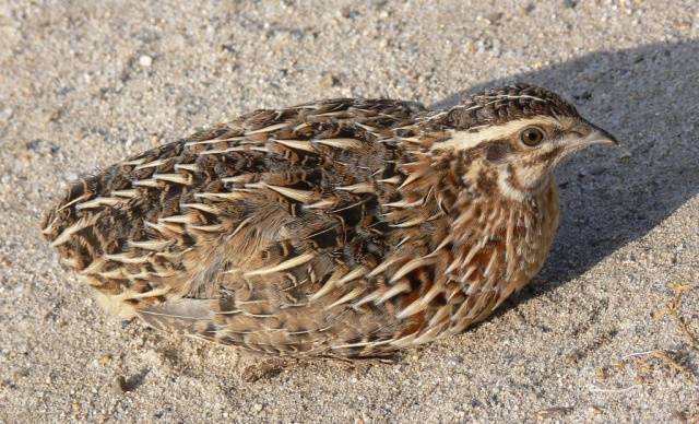 Quail breeds: characteristics with photos