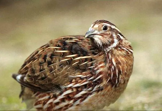 Quail breeds: characteristics with photos