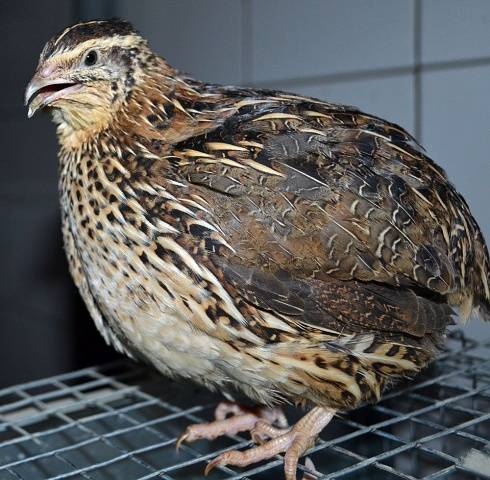 Quail breeds: characteristics with photos