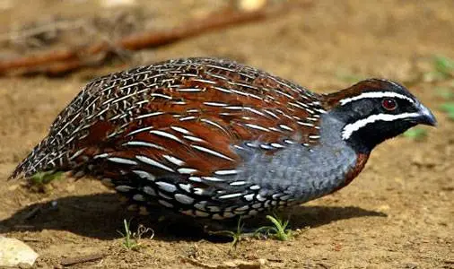 Quail breeds: characteristics with photos