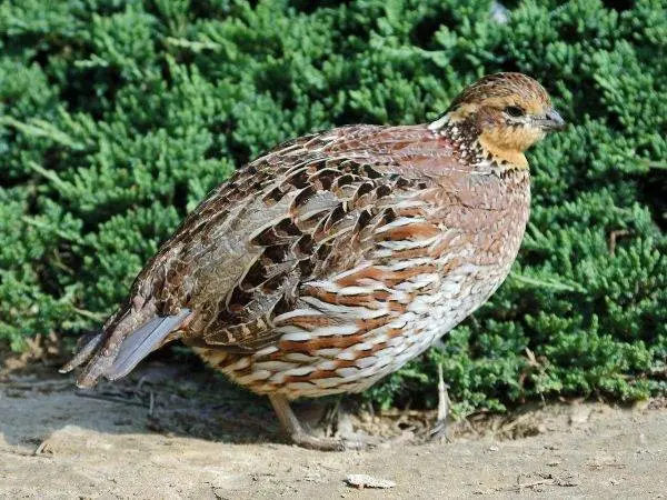 Quail breeds: characteristics with photos