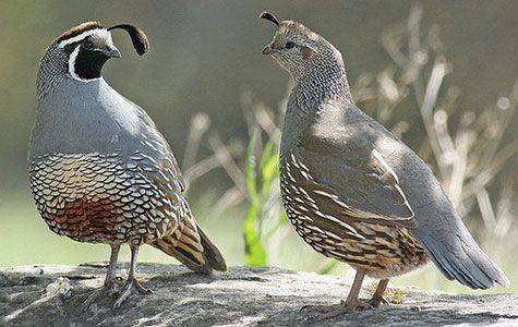 Quail breeds: characteristics with photos