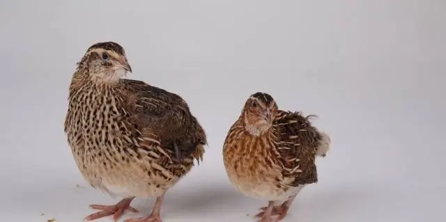 Quail breeds: characteristics with photos