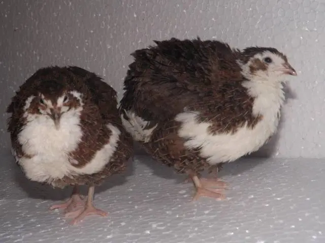 Quail breeds: characteristics with photos