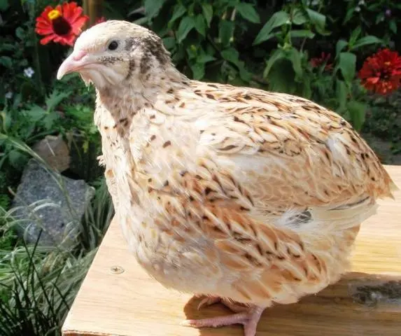 Quail breeds: characteristics with photos