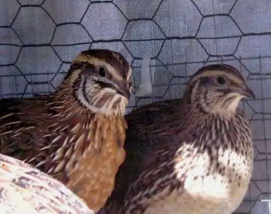 Quail breeds: characteristics with photos