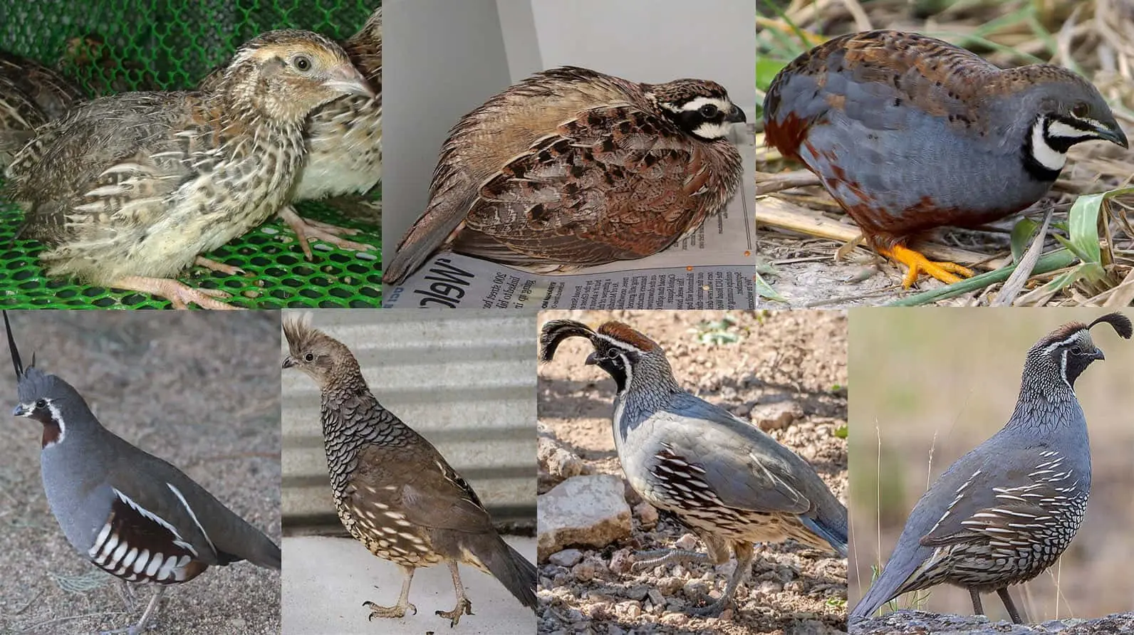 Quail breeds: characteristics with photos