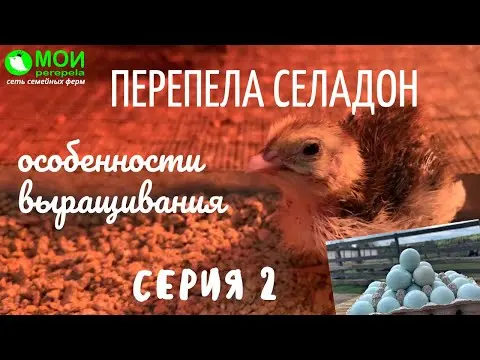 Quail Celadon: breed description, breeding rules, maintenance and care