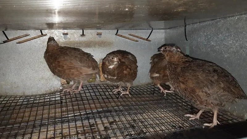 Quail Celadon: breed description, breeding rules, maintenance and care