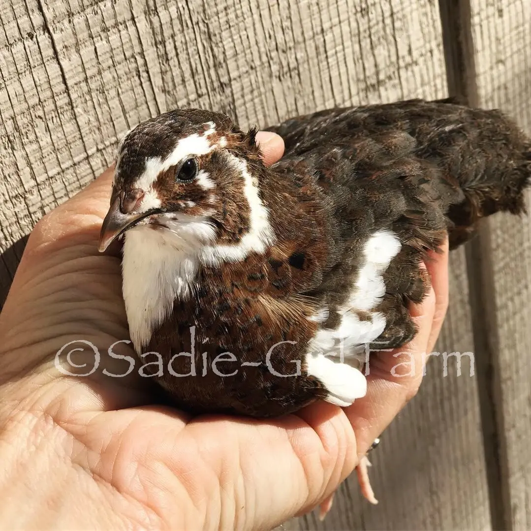 Quail Celadon: breed description, breeding rules, maintenance and care