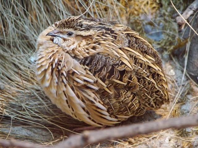 Quail feeding at home