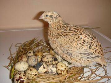 Quail feeding at home