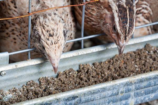 Quail feeding at home