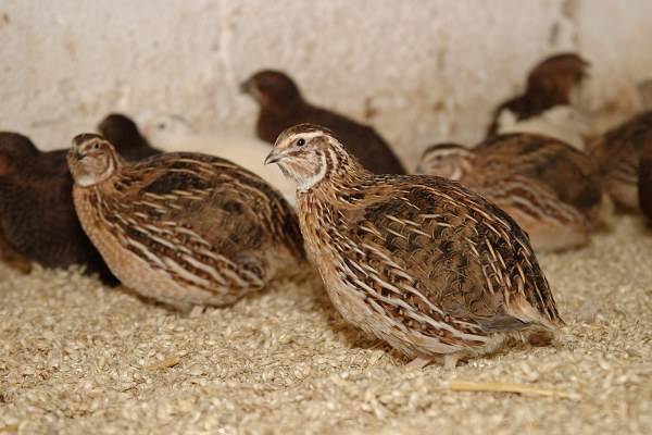 Quail feeding at home