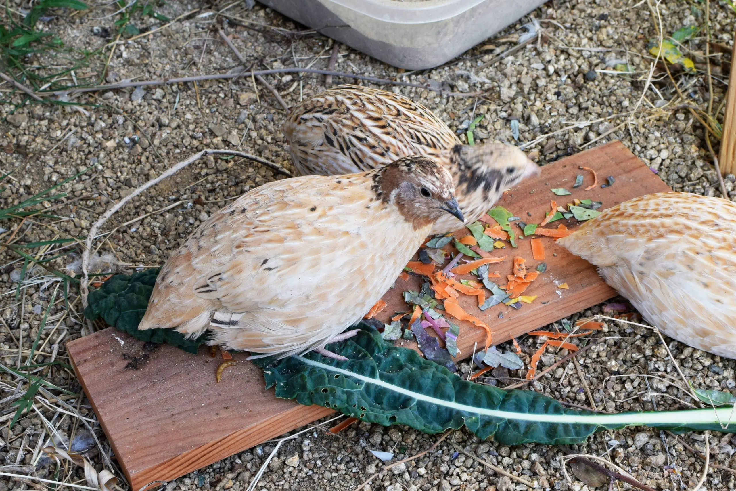 Quail feeding at home