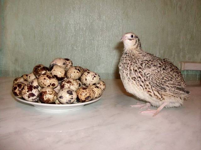 Quail in the apartment