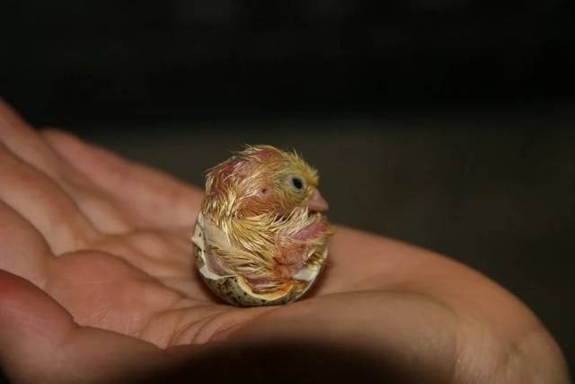 Quail in the apartment