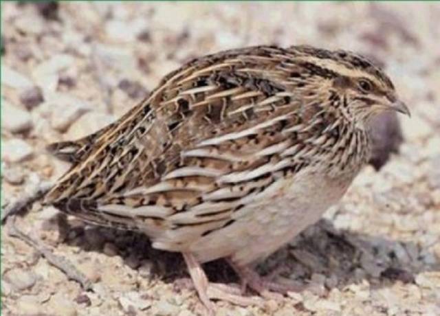 Quail of the Estonian breed: maintenance and care