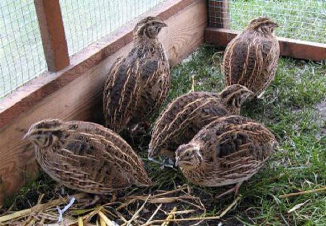 Quail of the Estonian breed: maintenance and care