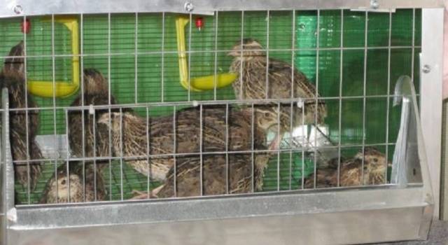 Quail of the Estonian breed: maintenance and care