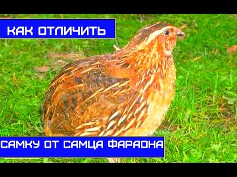 Quail of the Estonian breed: maintenance and care