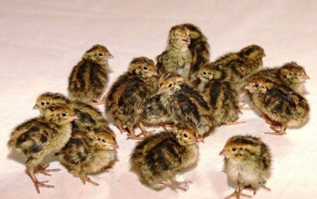 Quail of the Estonian breed: maintenance and care