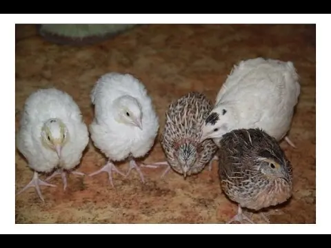 Quail of the Estonian breed: maintenance and care