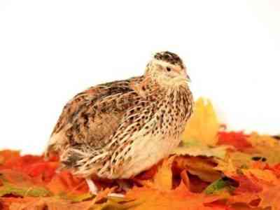 Quail of the Estonian breed: maintenance and care