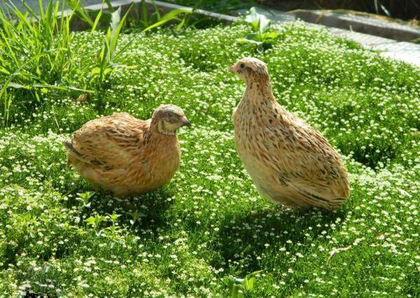 Quail Phoenix golden