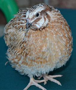 Quail Phoenix golden