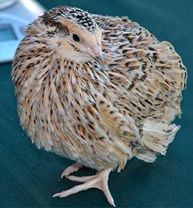 Quail Phoenix golden